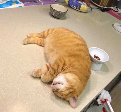 Foto Kucing Lucu Fat Xiang, Selalu Tampak Lelah Walau Sudah Tidur 