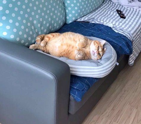 Foto Kucing Lucu Fat Xiang, Selalu Tampak Lelah Walau Sudah Tidur 