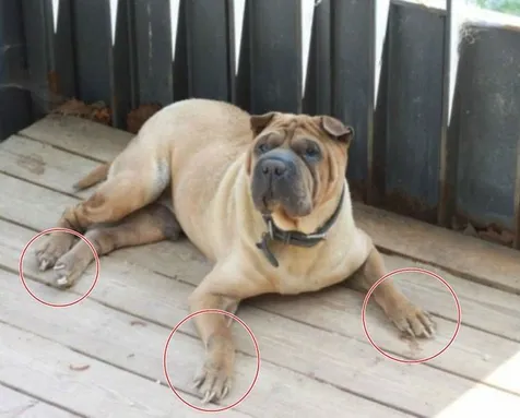Kabar Gaho