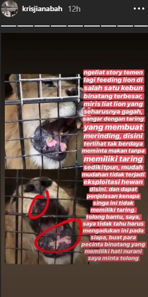 Suami Siti Badriah Prihatin Melihat Kondisi Singa Tak Bertaring Di Kebun Binatang Kapanlagi Com