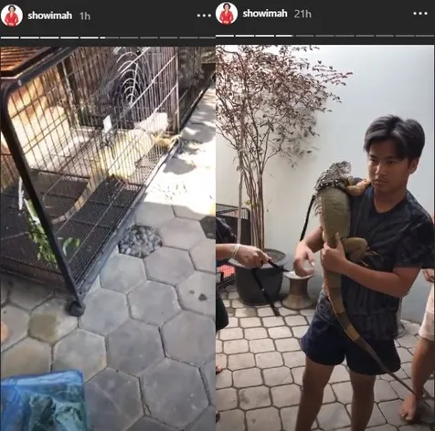 Iguana Berukuran Cukup Besar