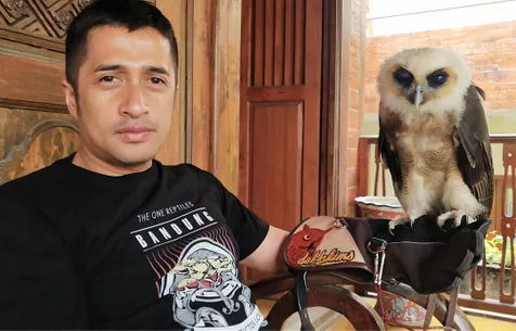 Pelihara Burung Hantu