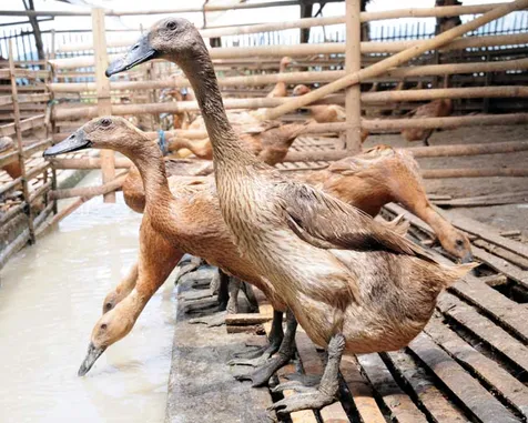 7 Jenis Bebek Potong Paling Unggul, Cocok Dibudidayakan