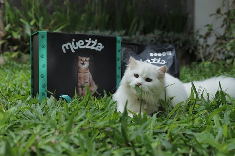 Kenapa Kucing Suka Memanjat Lemari? - Kapanlagi.com