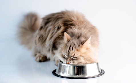 Kucing Hobi Makan, Kapan Saatnya Diet? - Kapanlagi.com