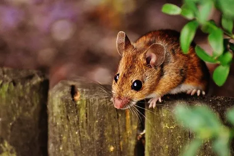 Hantavirus Dibawa Oleh Tikus