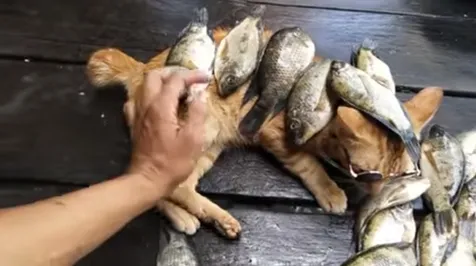 Ikan Hasil Panen