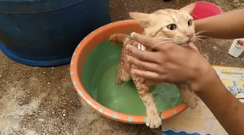Dimandikan