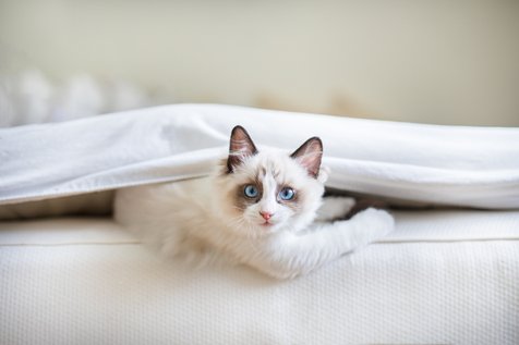 10 Cara Kucing Membangunkan Hooman Favoritnya di Tengah Malam 