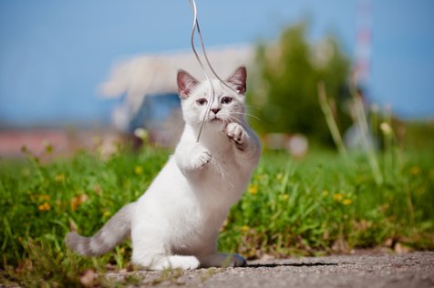 10 Foto Kucing Lucu dari Ras Munchkin, Berkaki Pendek dengan Bulu 