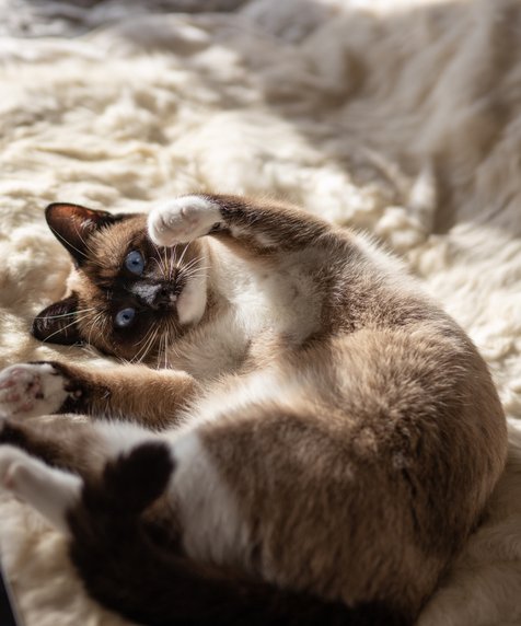 Salah Asuhan Sejak Muda, Kucing Siam Rentan Cemburu Buta 