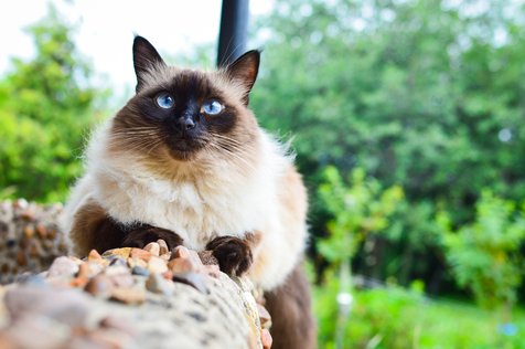 Balinese, Kucing Siam Berbulu Panjang yang Butuh Perawatan Ekstra 