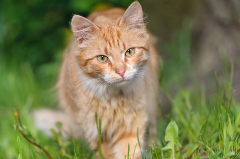 Galak-Galak Gemesin, Kucing Oren Memang Cocok Jadi Teman Main 