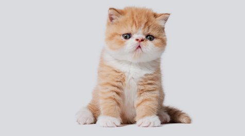 Alasan di Balik Tingginya Harga Kucing Persia, Bisa Capai Jutaan 