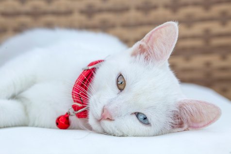 10 Ras yang Dianggap Sulit Buat Pemilik Kucing Pemula 