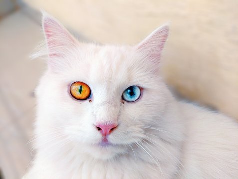10 Foto Kucing Persia, Ternyata Punya Variasi Bentuk Wajah dan 