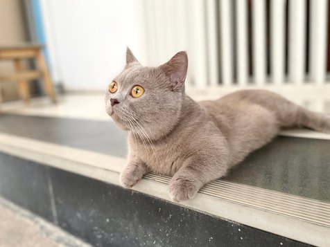 10 Foto Kucing Lucu dari Ras Munchkin, Berkaki Pendek dengan Bulu 