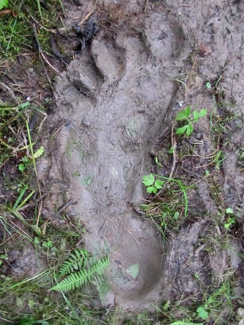 Yeti Eksis Jejak Kaki Besar Di Kemerovo Ini Hebohkan Dunia Maya Kapanlagi Com