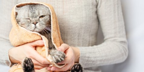 10 Ras Kucing Lucu Pemegang Kasta Paling Mahal, Cuma Sultan yang 