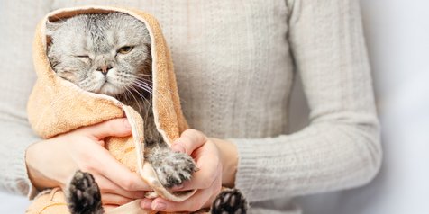 6 Destinasi Tepat untuk Cat Lover, Jelajahi Secara Virtual Bareng 