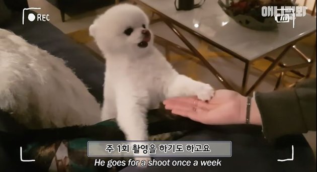 10 Photos of IO the Dog Who Became a Korean Drama Actor, Loves to Lie Down and is Loved by His Co-Stars