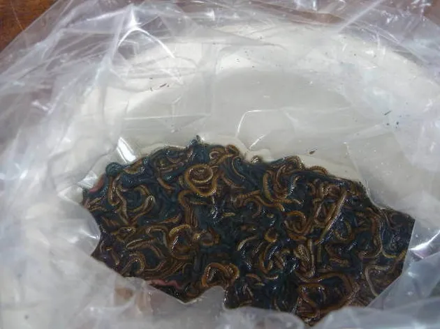 makanan aneh, makanan unik, makanan dari seluruh dunia