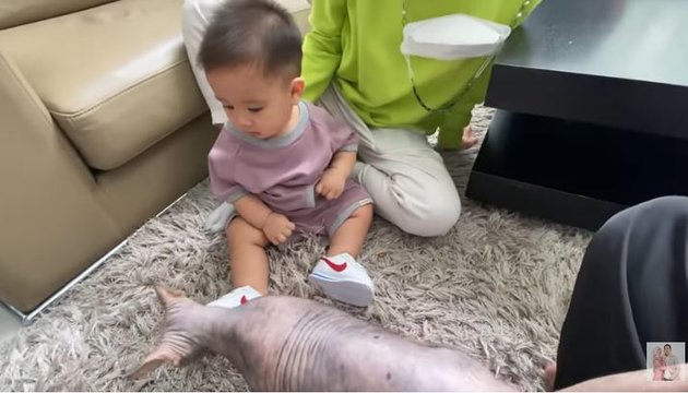 10 Cute Photos of Baby Athar Learning to Crawl, Excited Reaction When Meeting a Sphynx Cat