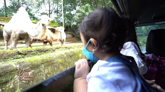 10 Pictures of Ruben Onsu's Family Vacation to Taman Safari, Thania & Thalia are Very Excited to Feed the Animals