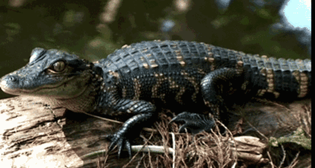 10 Tanda Teman Kerja Seorang Musisi