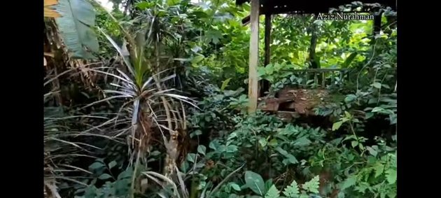 11 Photos of Ahmad Dhani's Abandoned House for 5 Years, Overgrown with Wild Plants - Almost Nothing Left