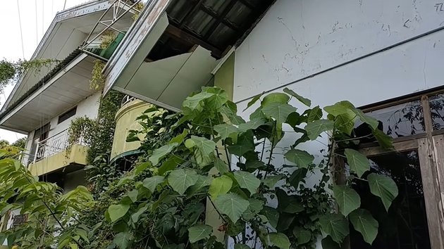 15 Potraits of Ayu Lestari's Abandoned Luxury House for 15 Years, Overgrown with Many Plants - The Creepy Atmosphere is So Evident