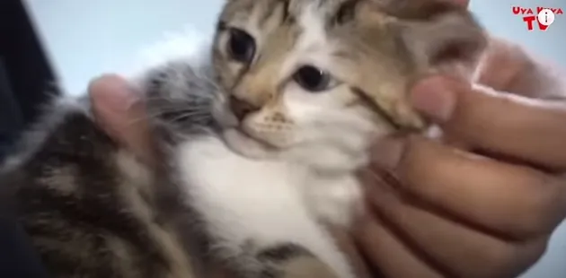 kucing mami rieta, kucing mahal rieta amilia