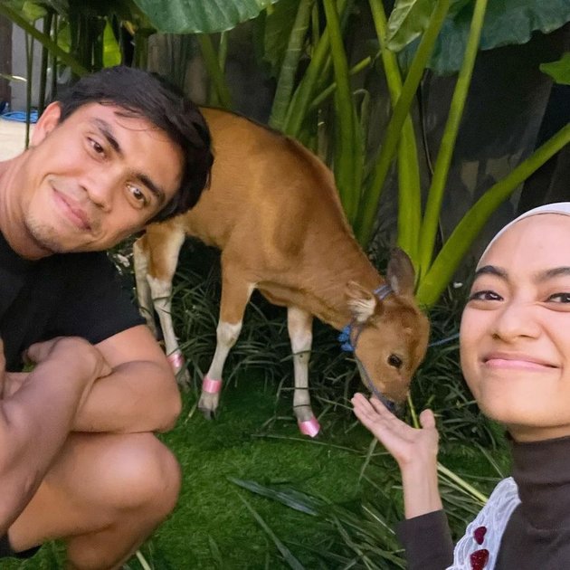 6 Pictures of Ayudia Bing Slamet's Birthday Gifted with Cute Little Cow, Mistaken for Deer - The Cage is Super Elite