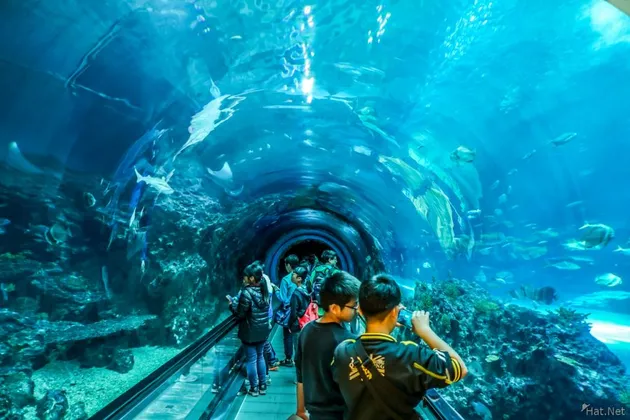 fakta unik, fakta aneh, eskalator unik, eskalator aneh