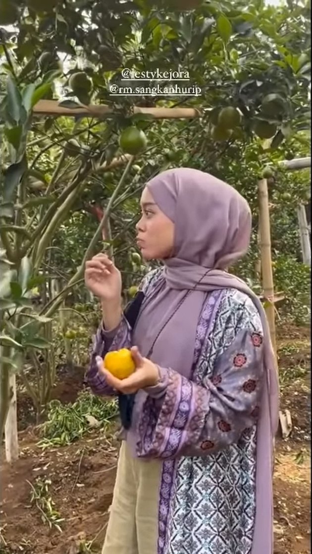 7 Potret Lesti's Orange Garden, Spacious and Tall Trees - Fruit Picking Tastes Sweet