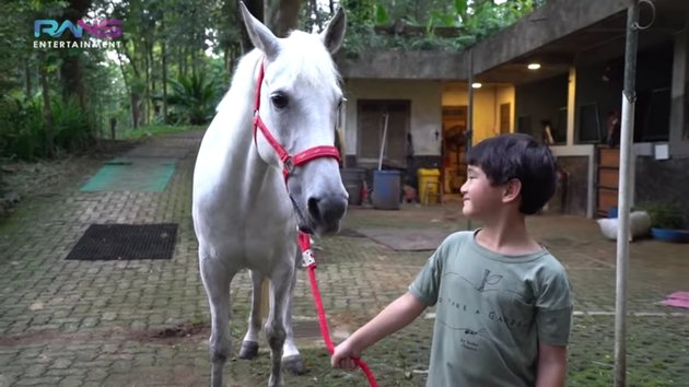 7 Portraits of Nagita Slavina's New Horse Imported from the Netherlands, Beautiful in White Color with the Name 'Elvy' - Will Be Ridden by Rafathar During Training