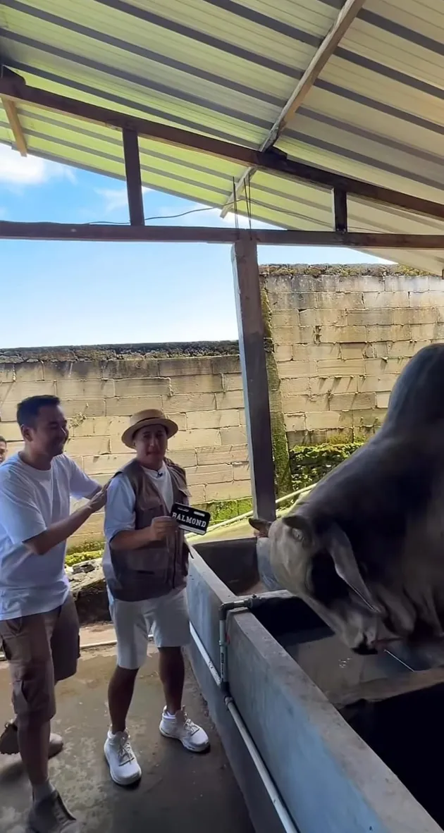 Raffi Ahmad ke peternakan sapi Irfan Hakim
