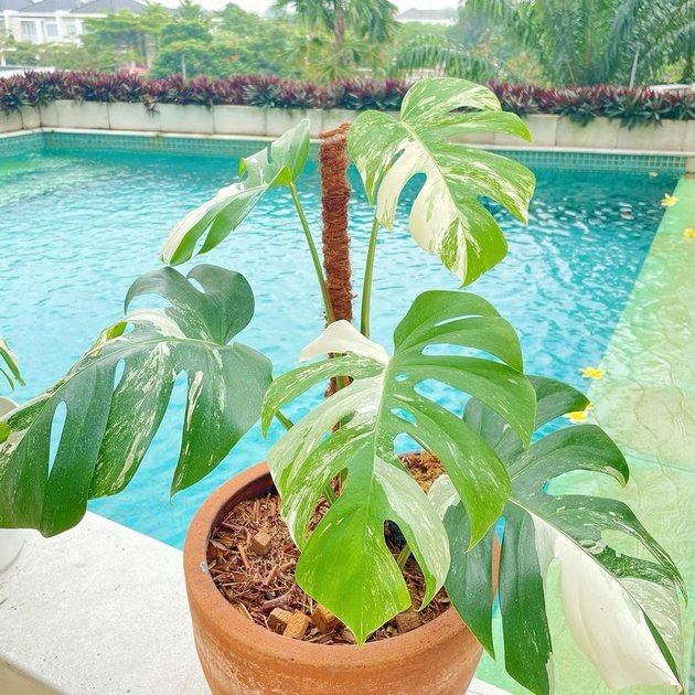 7 Favorite Breakfast Spots at Titi Kamal's House, Near the Swimming Pool - Beautiful Greenery