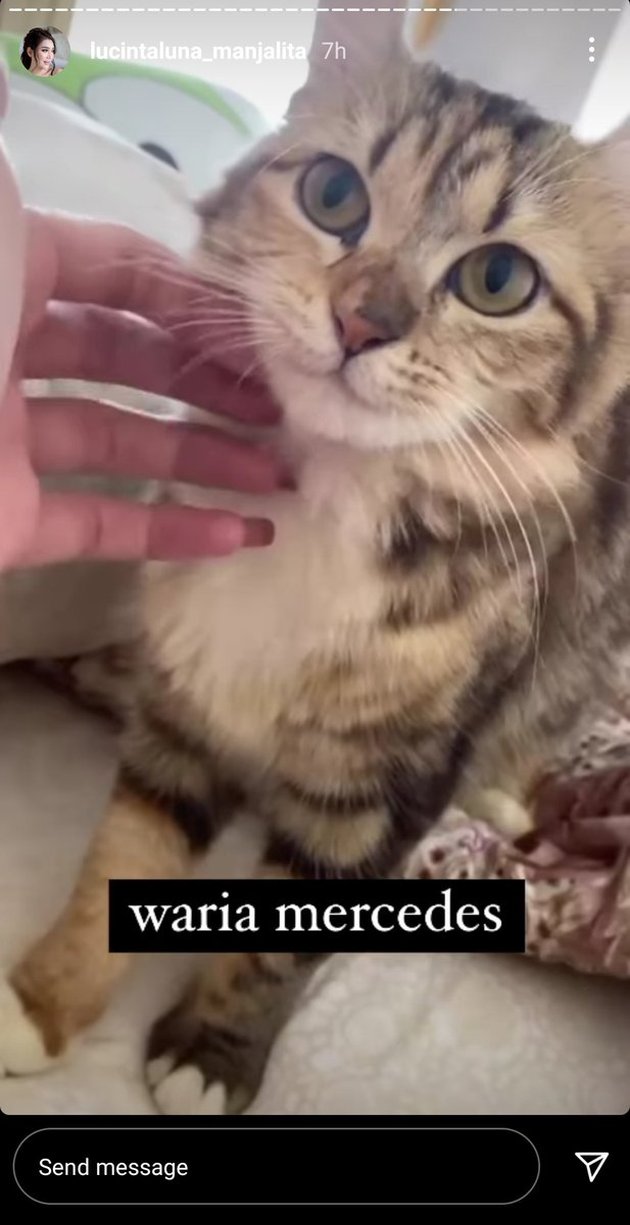 7 Cute and Adorable Pictures of Lucinta Luna's Cat, Mercedes Kucing, That Make Netizens Laugh and Lose Focus, His Name Makes Netizens Laugh and Lose Focus