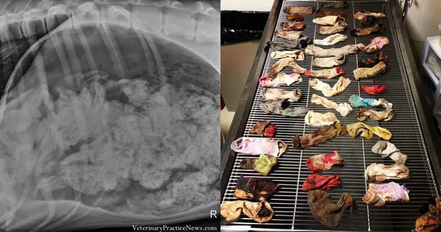 benda aneh di dalam hewan, benda aneh di dalam anjing, benda yang bisa dimakan anjing, foto lucu, fo