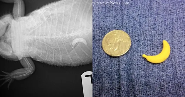 benda aneh di dalam hewan, benda aneh di dalam anjing, benda yang bisa dimakan anjing, foto lucu, fo