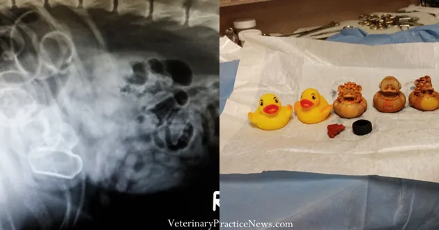 benda aneh di dalam hewan, benda aneh di dalam anjing, benda yang bisa dimakan anjing, foto lucu, fo