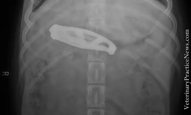 benda aneh di dalam hewan, benda aneh di dalam anjing, benda yang bisa dimakan anjing, foto lucu, fo