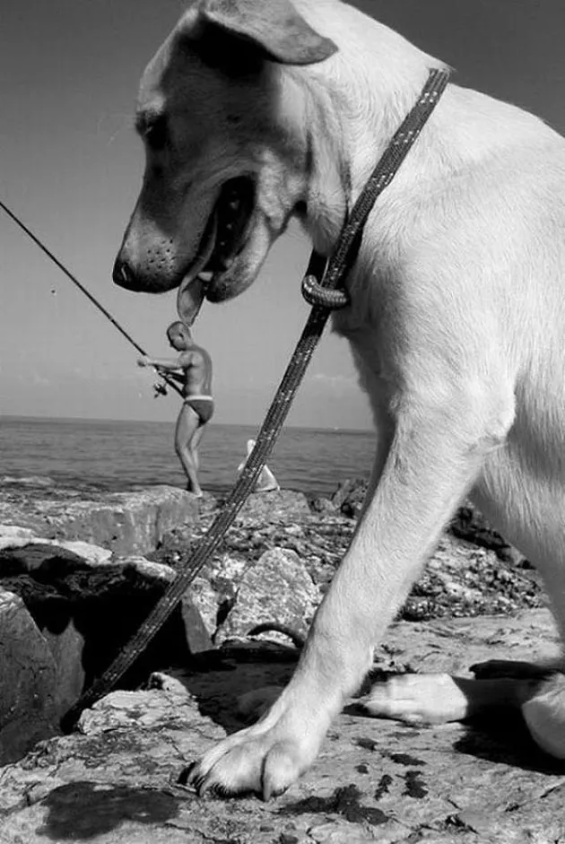 anjing, foto anjing, foto unik, foto lucu