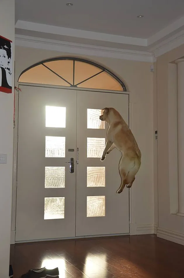 anjing, foto anjing, foto unik, foto lucu