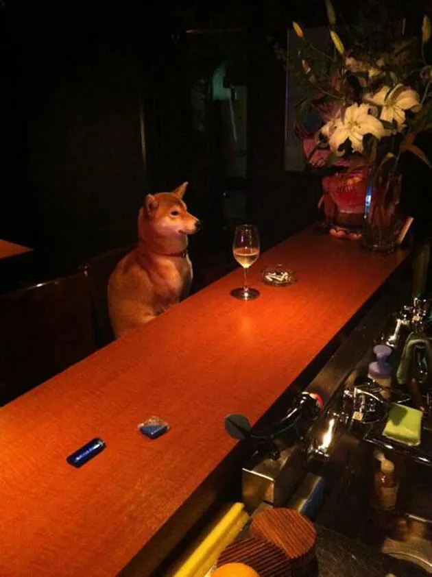 anjing, foto anjing, foto unik, foto lucu