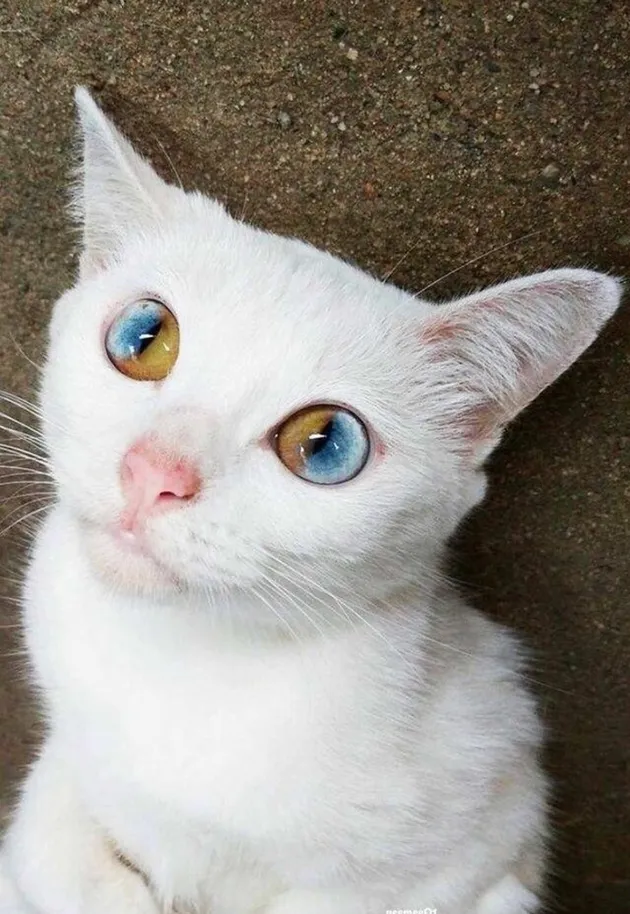 foto unik, foto aneh, foto lucu, foto keren