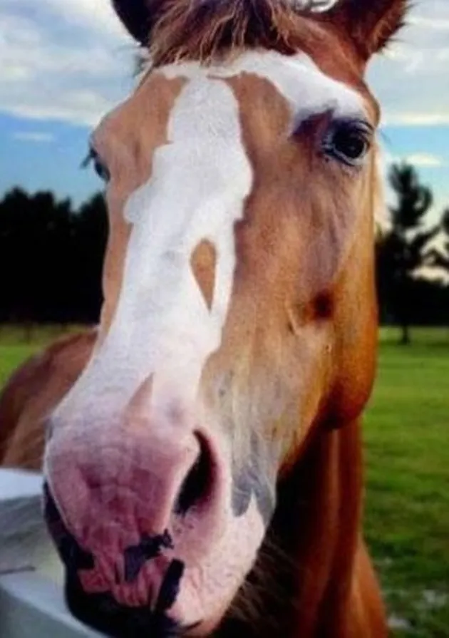 foto unik, foto aneh, foto lucu, foto keren