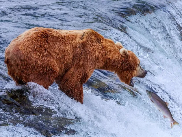 hal-hal unik di alaska, traveling ke alaska