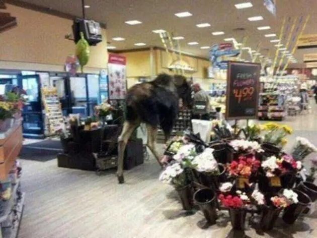 alaska, kehidupan di alaska, foto unik, foto aneh, foto lucu